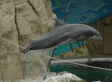 Fliegender Delfin