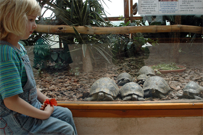 neugierige Landschildkr&ouml;ten