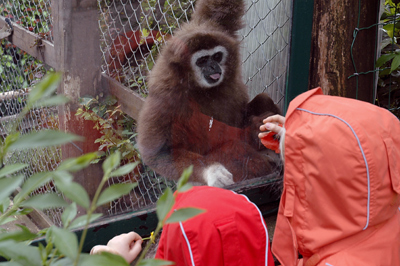 Ein zutraulicher Wei&szlig;hand-Gibbon