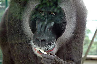 Ein cooler Mandrill kommt ganz nah ans Schau-Fenster