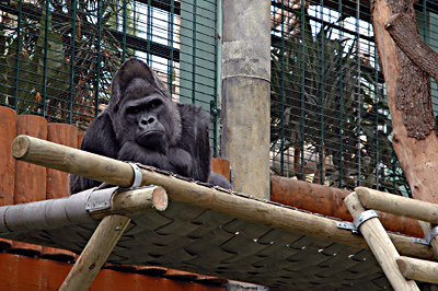 Platon, der alte, kranke Gorillamann, lebt ganz allein in seinem riesigen Gehege.