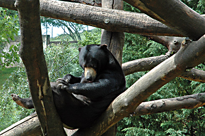 Hier, ein entspannter Malaien-B&auml;r