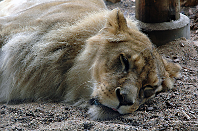 Schlummernde Miezekatze (Ich war noch nie so nah dran!)