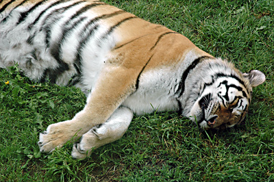 Der Tiger hat einen Streifen verloren! Ist wohl zu &uuml;berhitzt ins kalte Wasser gesprungen  ;o)