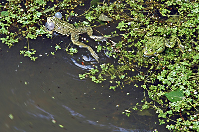 Zum Gl&uuml;ck gibt's keinen Ton zu diesem Bild, die waren LAUT!