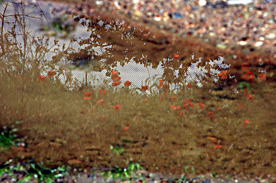 Pf&uuml;tzenimpression