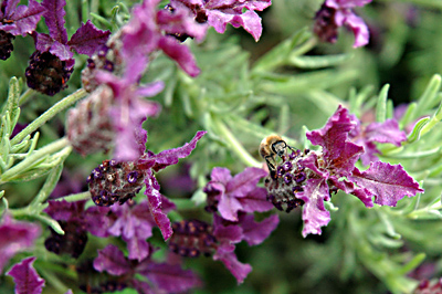Versuch mal, Lavendel ohne Hummeln zu knipsen!  ;o)